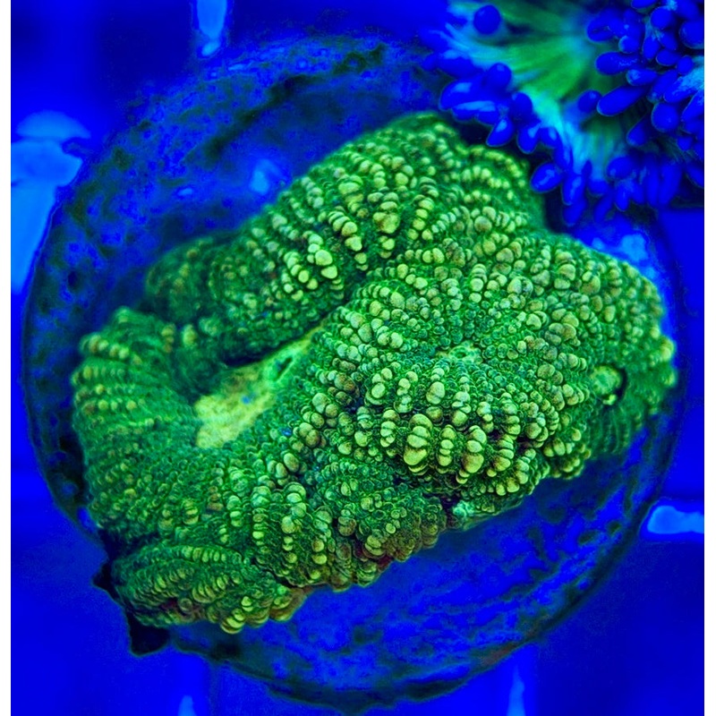 Ultra Neon Favia UNF052901 WYSIWYG