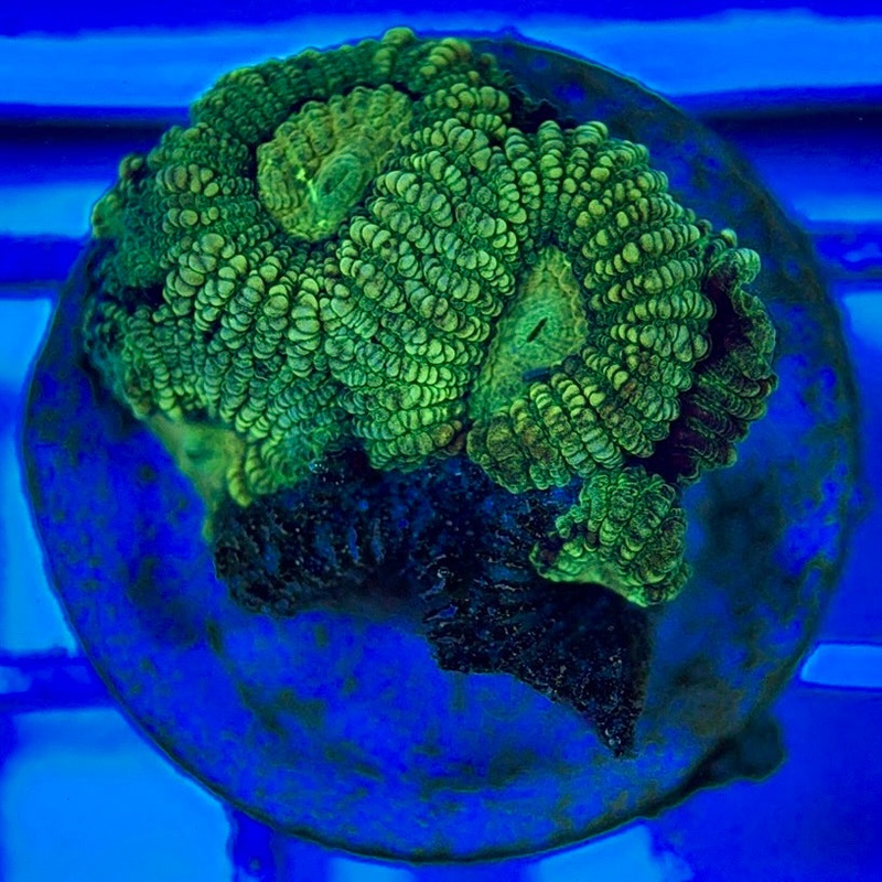Ultra Neon Favia UNF052902 WYSIWYG