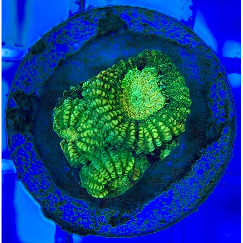 Ultra Neon Favia UNF052903 WYSIWYG