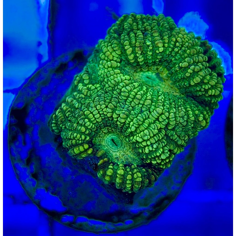 Ultra Neon Favia UNF052904 WYSIWYG