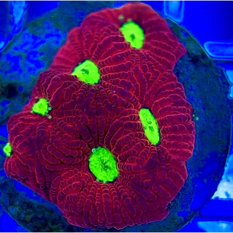 VA Ultra Red/Green Eye Chalice URGEC052901 WYSIWYG