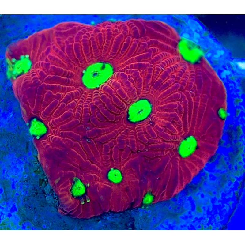 VA Ultra Red/Green Eye Chalice URGEC052902 WYSIWYG
