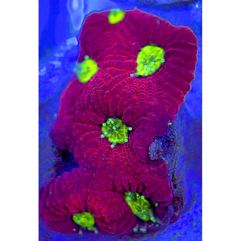 VA Ultra Red/Green Eye Chalice URGEC052903 WYSIWYG