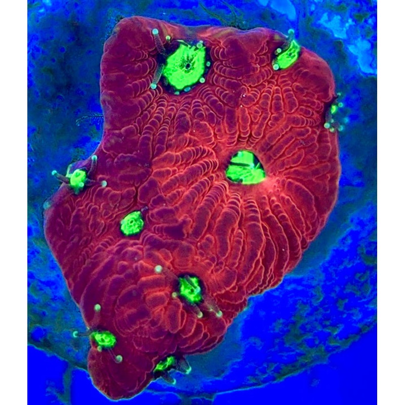 VA Ultra Red/Green Eye Chalice URGEC052904 WYSIWYG