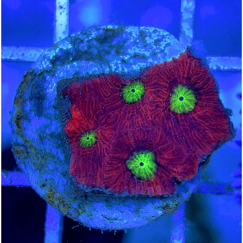 VA Ultra Red/Green Eye Chalice VURGEC052901 WYSIWYG
