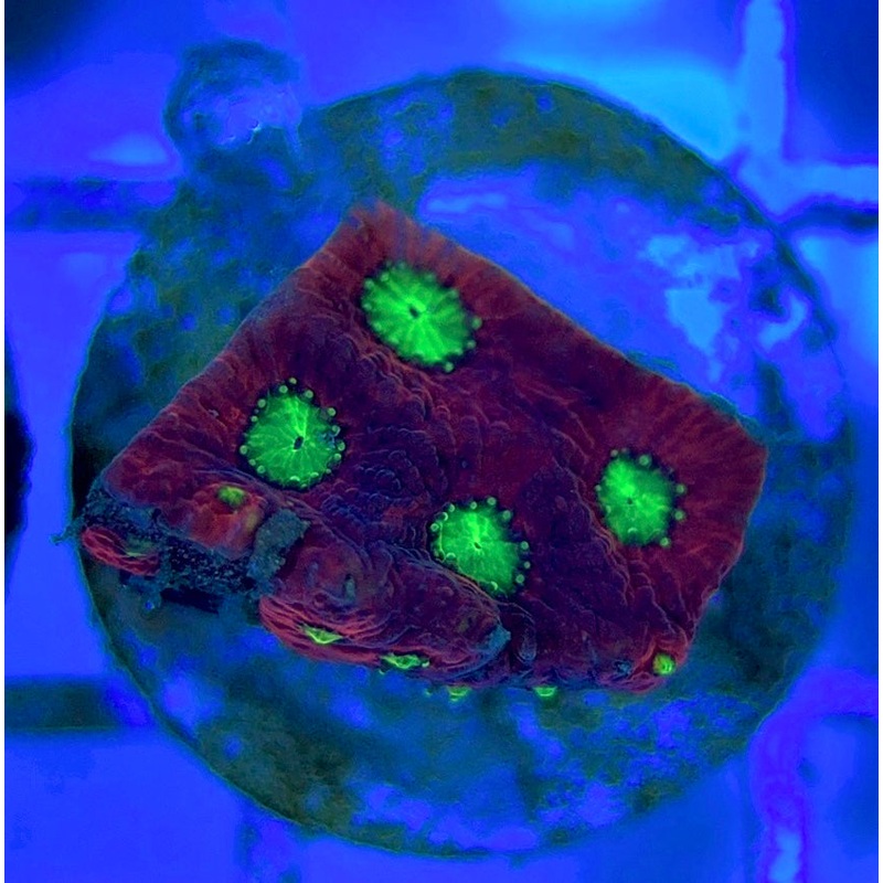 VA Ultra Red/Green Eye Chalice VURGEC052903 WYSIWYG