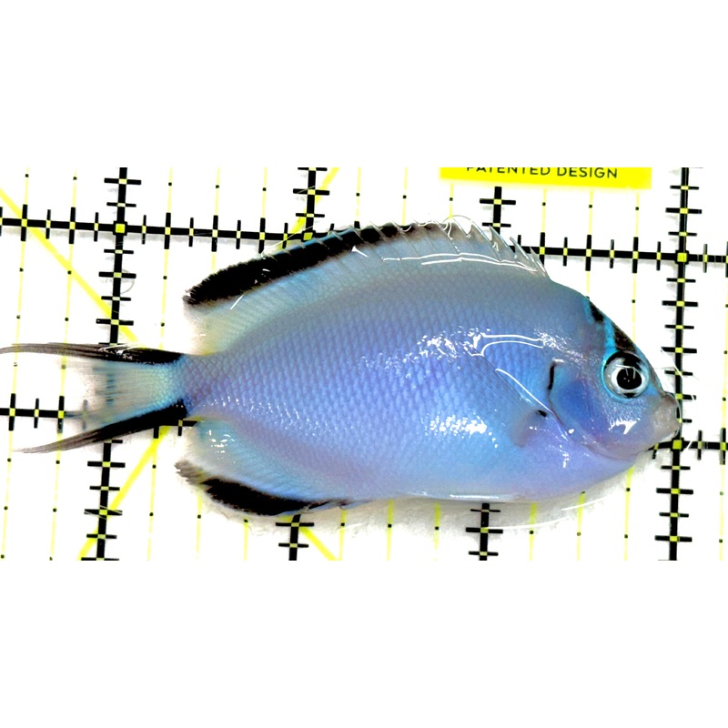 Watanabe Angelfish (Female) WA052101 WYSIWYG Size: L 3.75" approx