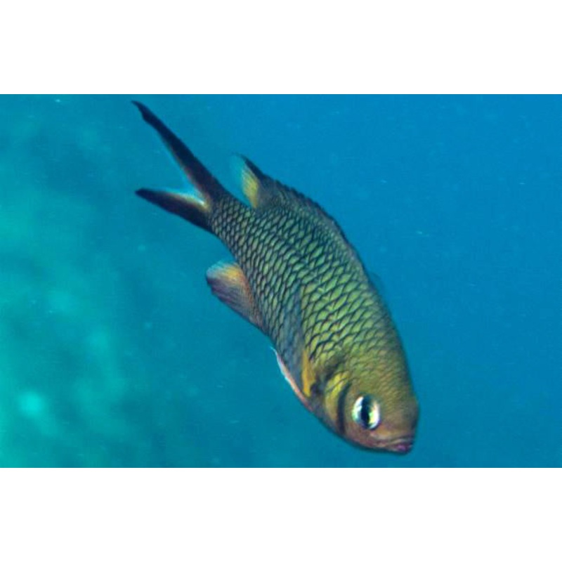 Weber's Chromis