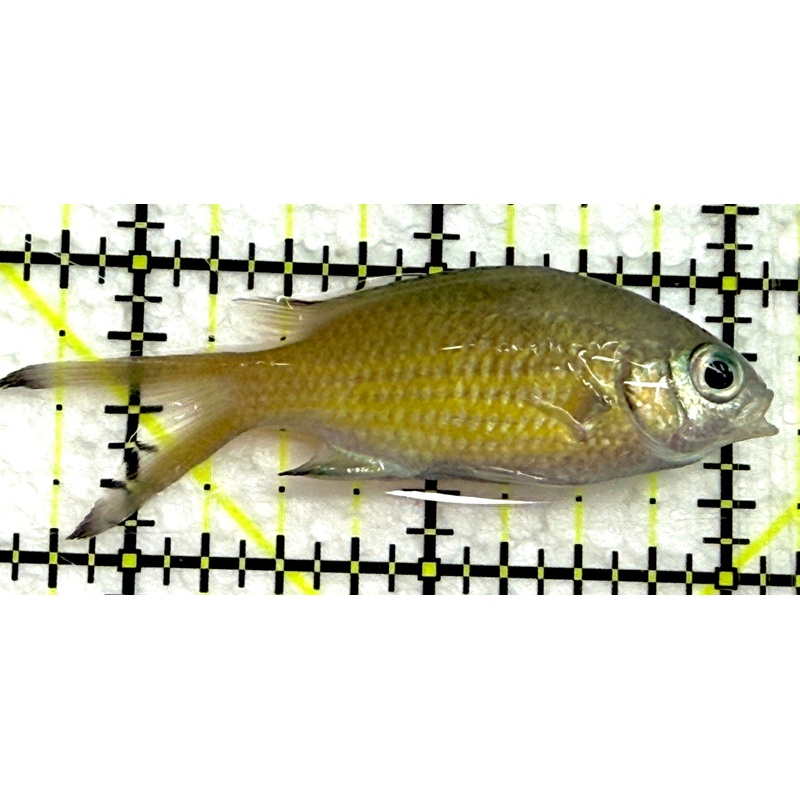 Weber's Chromis WC052301 WYSIWYG Size: M 2.5" approx
