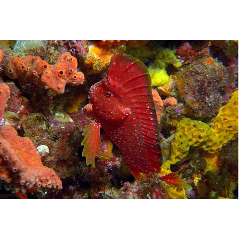Whiskered Prowfish Red Size: L 3" to 4"