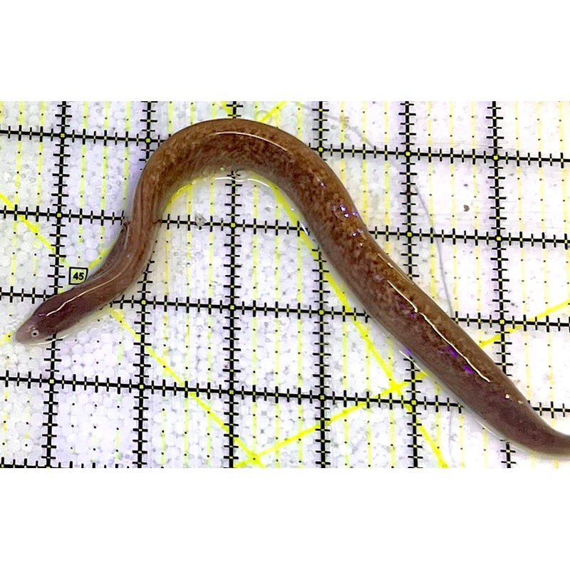 White Eye Moray Eel WME051701 WYSIWYG Size: S 9"