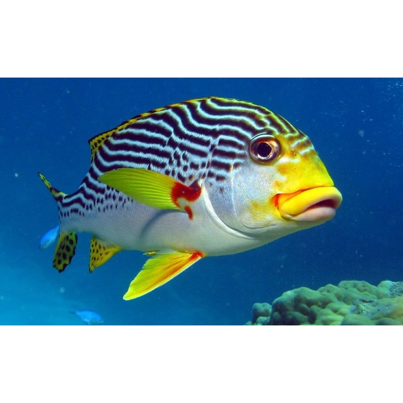 Yellow Banded Sweetlips Size: S 2" to 3"