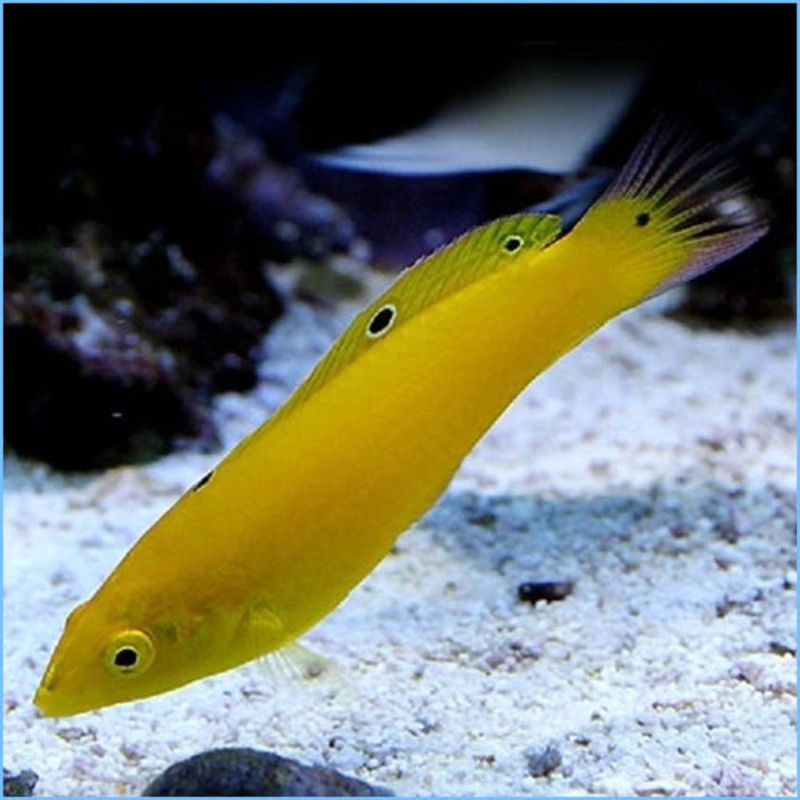 Yellow Coris Wrasse Size: M 2" to 3"