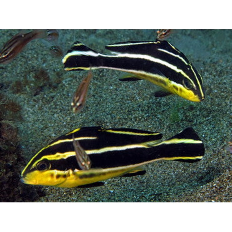 Yellow Lined Giant Sweetlips Size: S 2" to 3"
