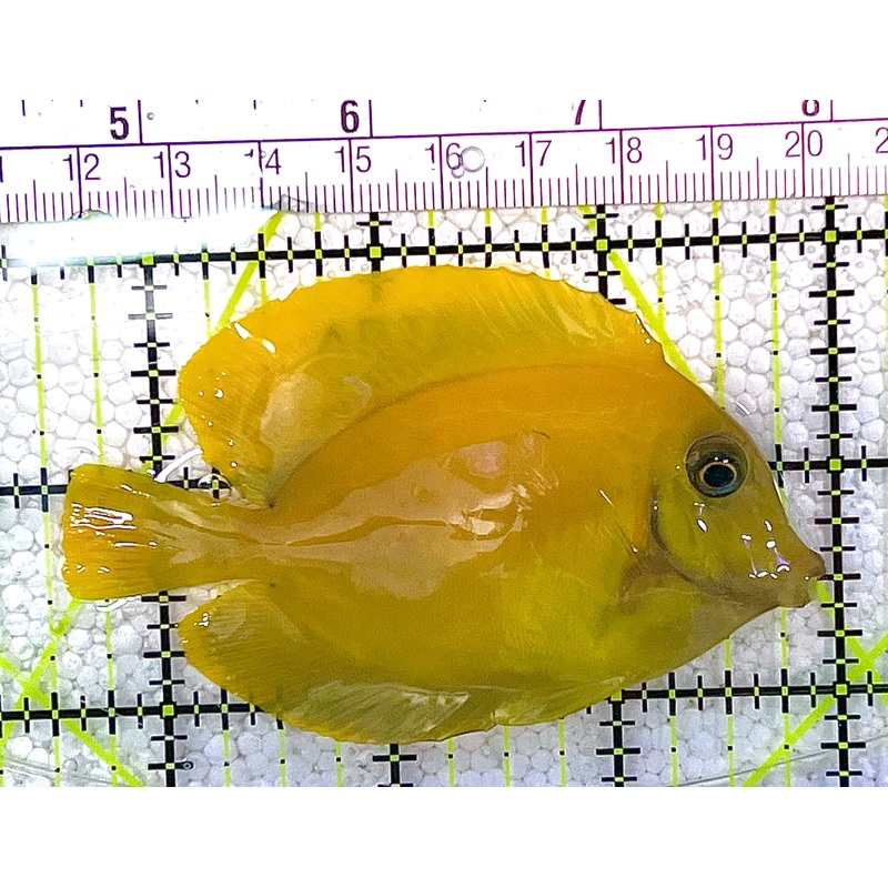 Yellow Mimic Tang (Chocolate Tang When it is Adult) YMT020502 WYSIWYG Size: M 3.25" approx