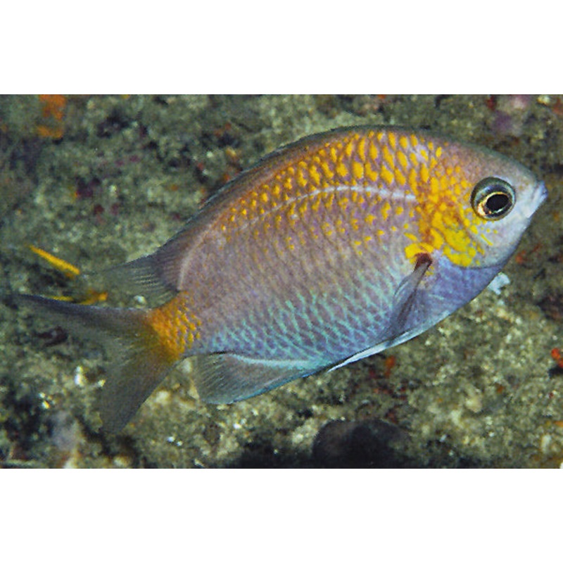 Yellow Speckle Chromis Size: M 1" to 2"