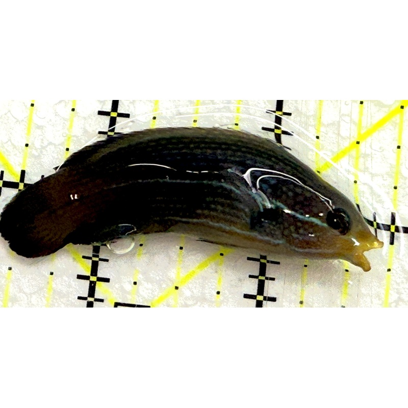 Yellowback Comet Wrasse YCW052101 WYSIWYG Size: L 2.25" approx