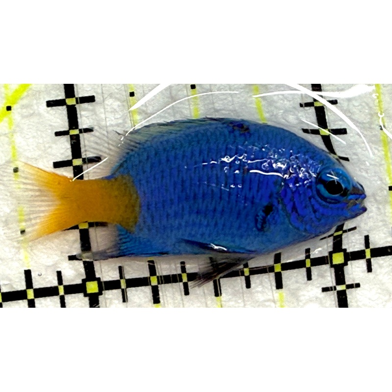 Yellowtail Damselfish YD052301 WYSIWYG Size: S 1.5" approx