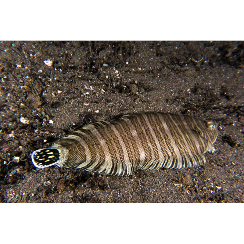Zebra Flounder Size: M 3" to 4"