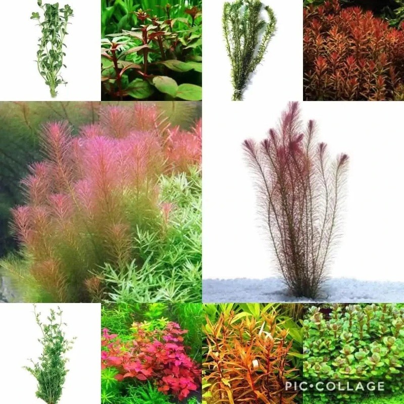 20x Cuttting from Various Stem Plants