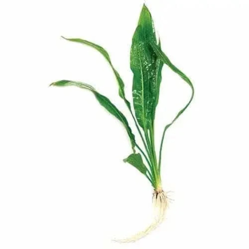 Amazon Sword Plant