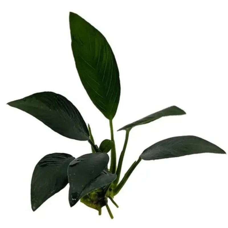 ANUBIAS AFZELLI