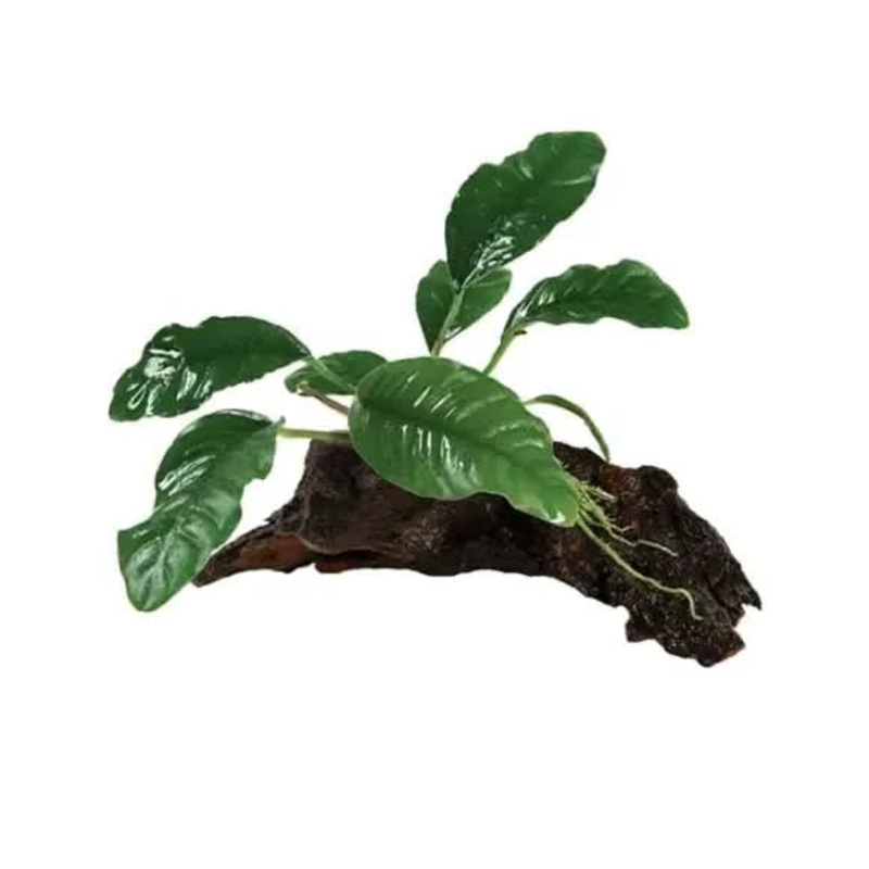 Anubias Coffeefolia On Mini Driftwood