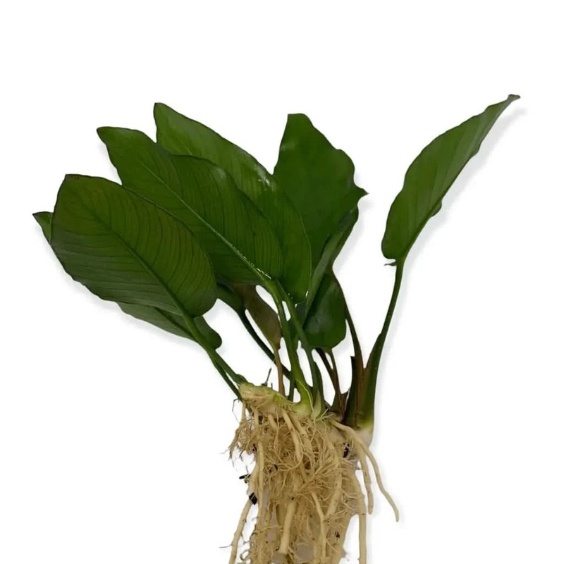 Anubias Isabelle