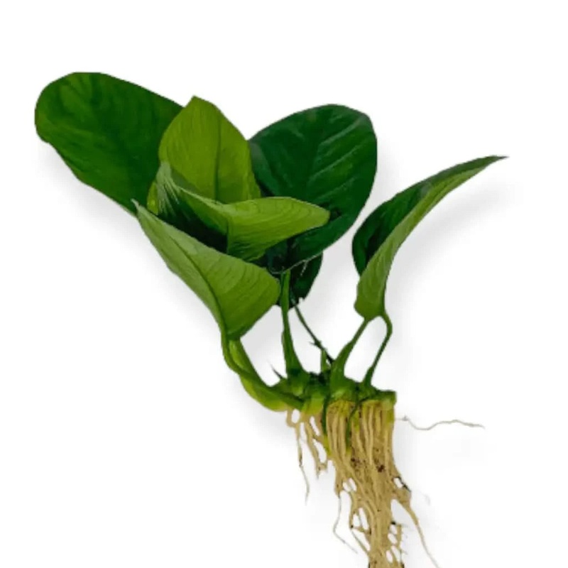 Anubias Jenny