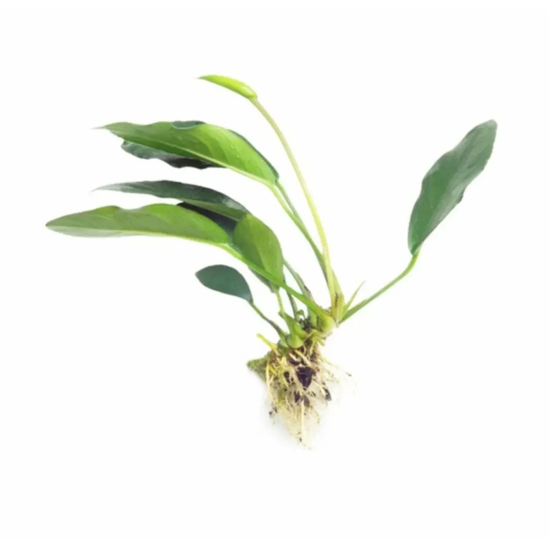 Anubias Lucy