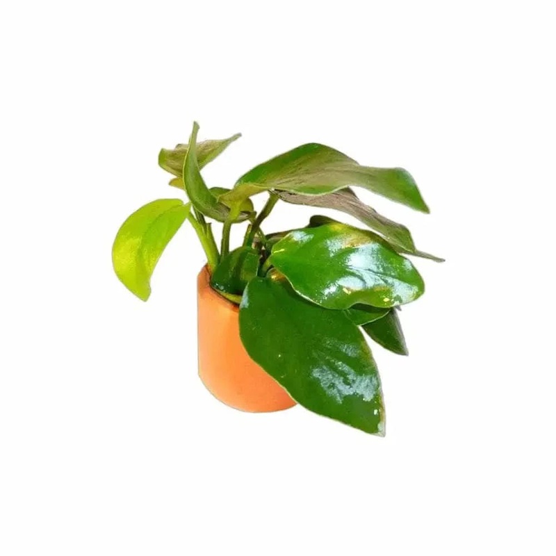 Anubias Nana 3cm Terracotta Pot