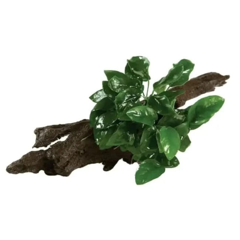 Anubias Nana On Mini Driftwood