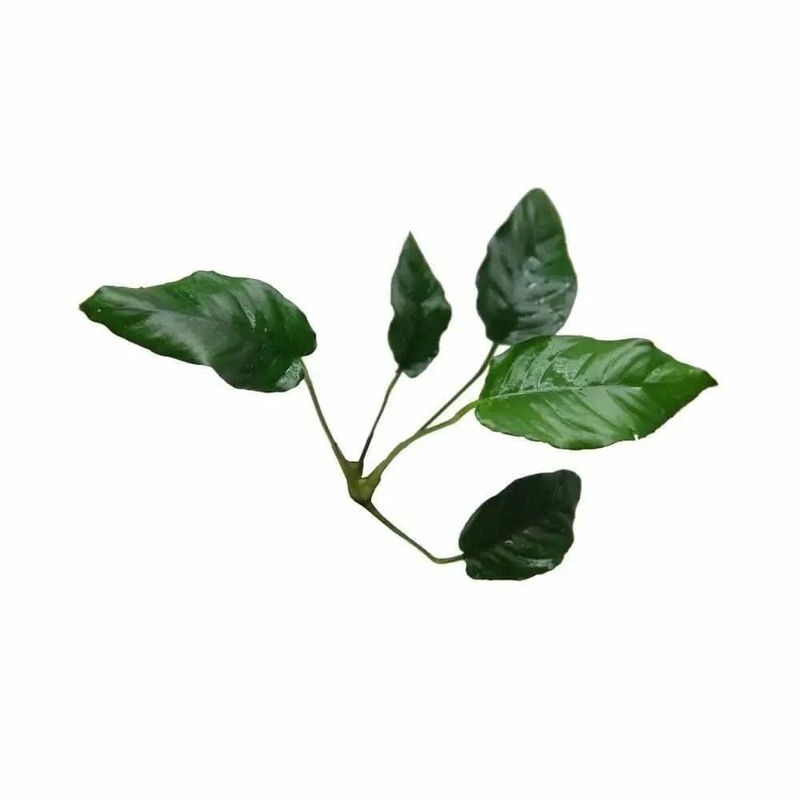 Anubias Paco