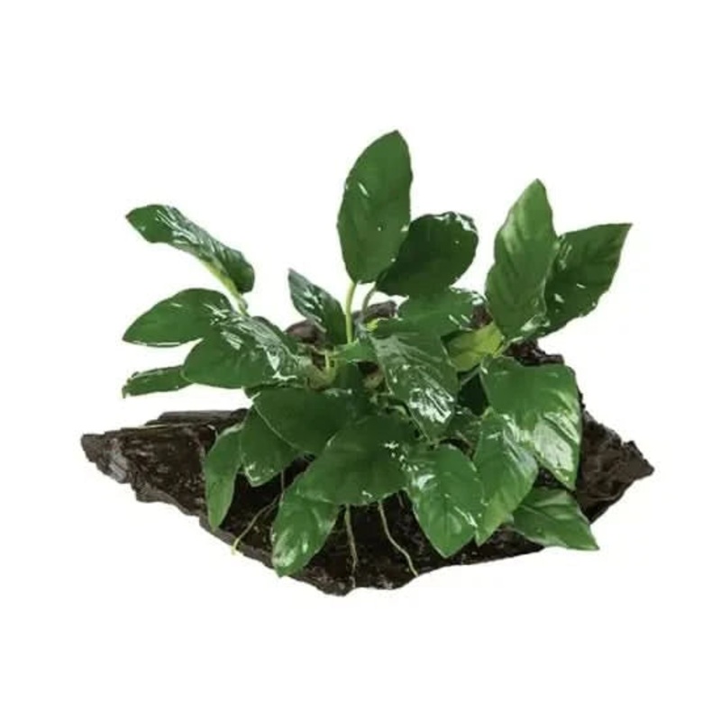 Anubias Paco On Mini Driftwood