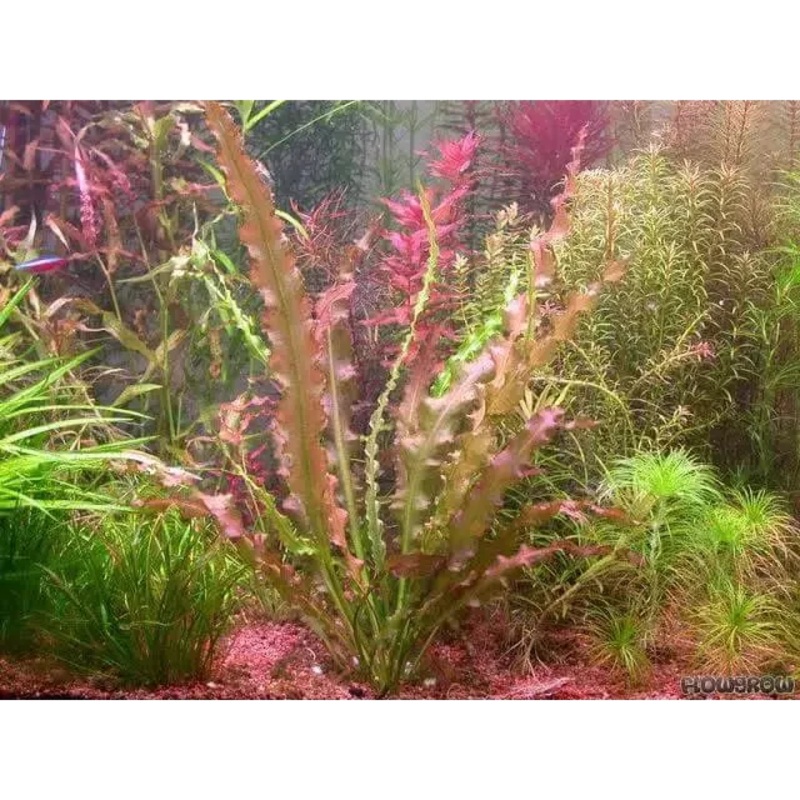 Aponogeton Crispus Red