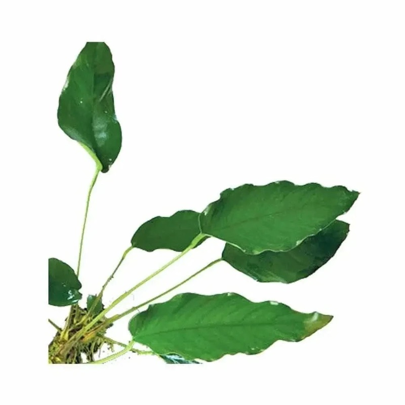Assorted Anubias