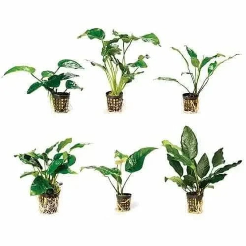 Assorted Anubias 5CM Pot