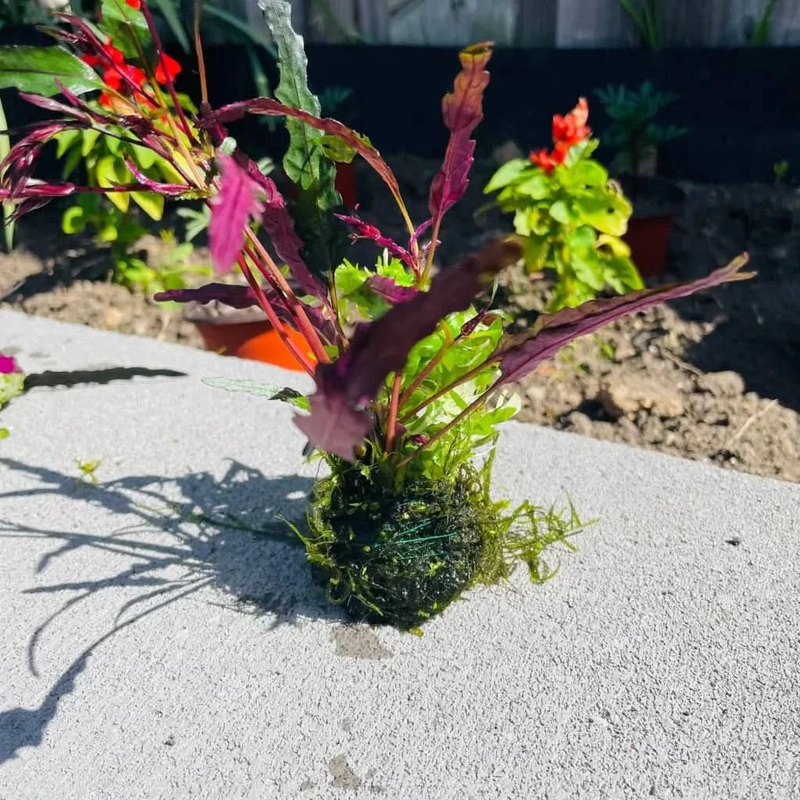 Assorted Mix Bunch with Mixed Moss