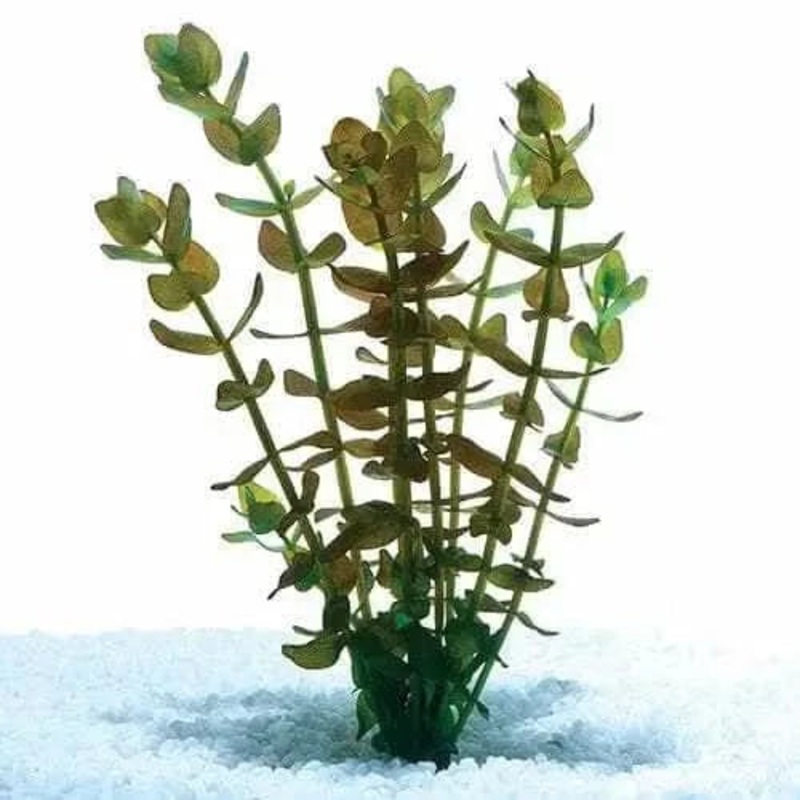 Bacopa ( 5x 10cm Cuttings )