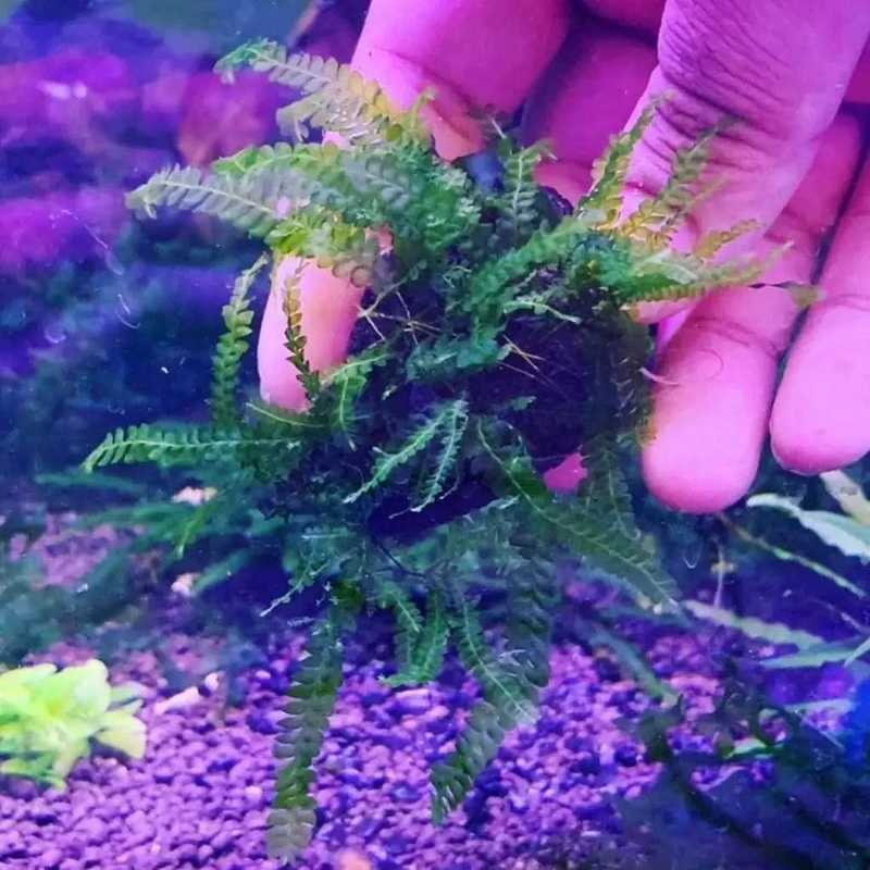 Cameroon Moss