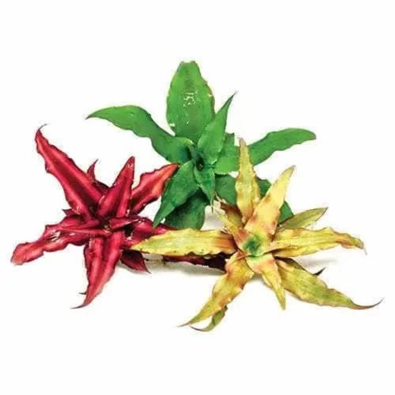 Christmas Star ( 1x Random Color )