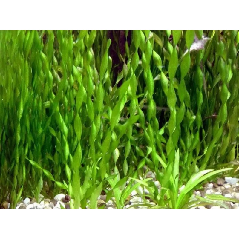 Contortionist vallisneria Bunch