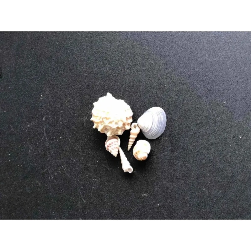 Decoratiom Shells
