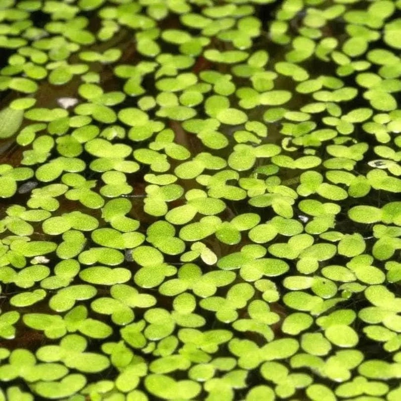 Duck Weed Starter Pack