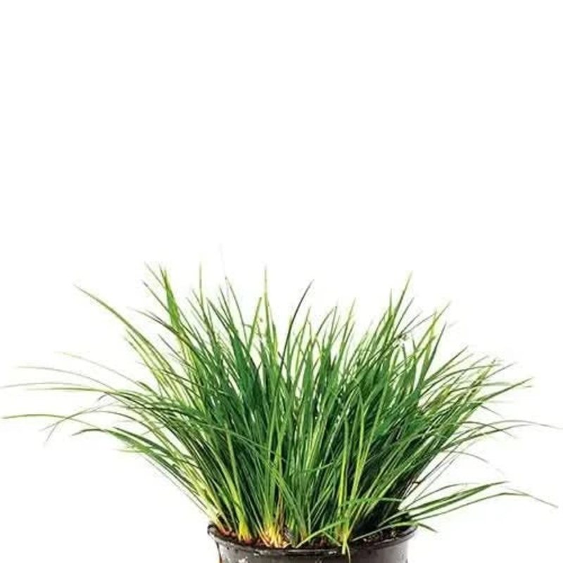 Dwarf Green Rush Pot