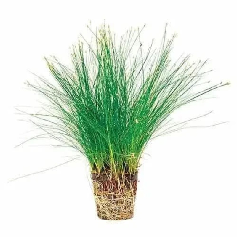 DWARF MINI HAIR GRASS - 5CM POT