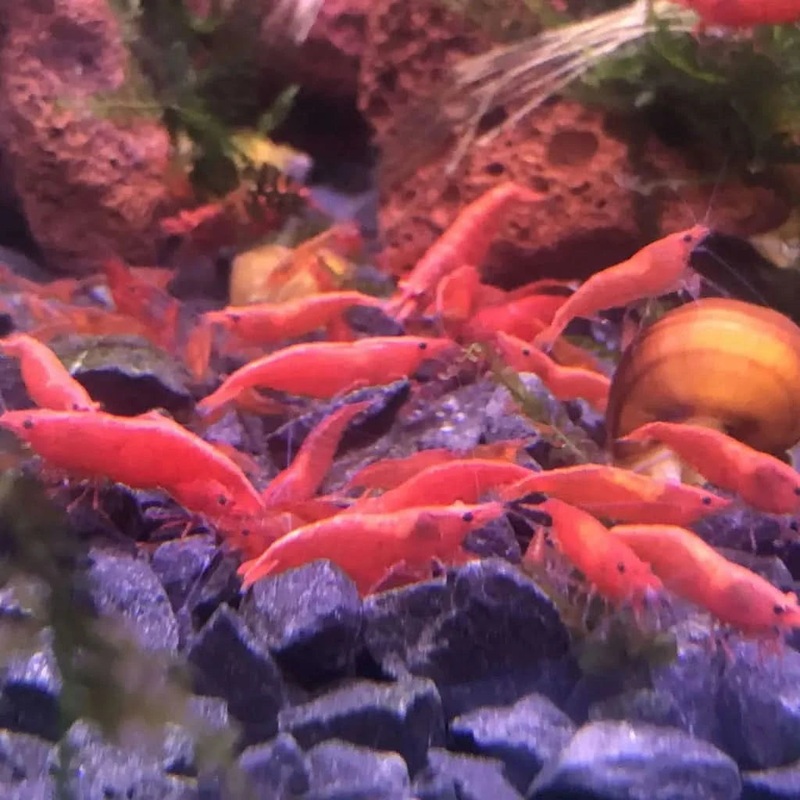 Fire Red Cherry Shrimp