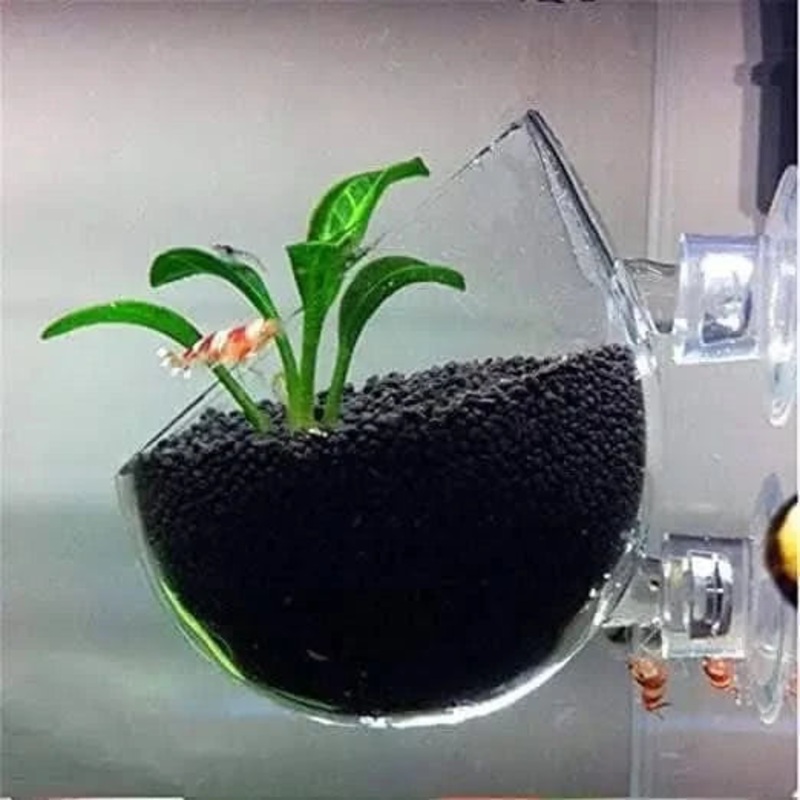 Glass Cultivation Pot With Suction Pot Cup planter. L(R 23)