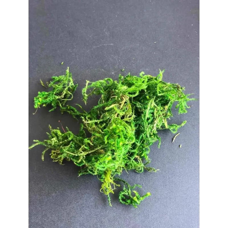 Green Preserved Moss