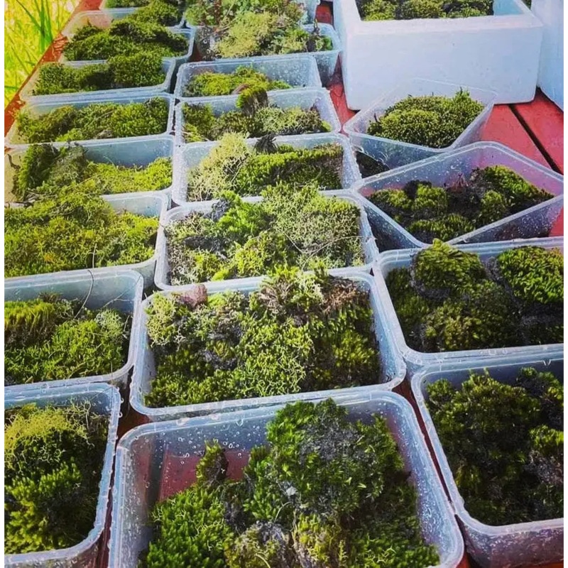 Live Moss For Terrarium DIY Projects Bonsai Kokedama Terrarium/ Terranium Paludarium Vivarium